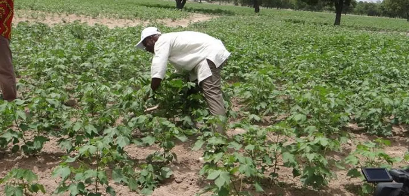 Campagne agricole 2026 : Les cotonculteurs dans l’attente des engrais subventionnés
