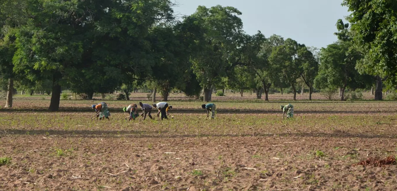 Campagne agricole 2025-2026 au Mali : Près de 11,7 millions de tonnes de céréales et 682 000 tonnes de coton graine attendus