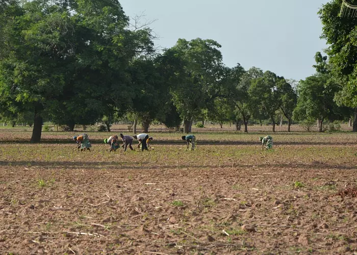 Campagne agricole 2025-2026 au Mali : Près de 11,7 millions de tonnes de céréales et 682 000 tonnes de coton graine attendus